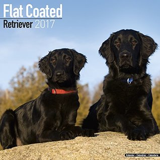 Read online Flat Coated Retriever Calendar - Dog Breed Calendars 2017 - Dog Calendar - Calendars 2016 - 2017 wall calendars - 16 Month Wall Calendar by Avonside - NOT A BOOK | PDF