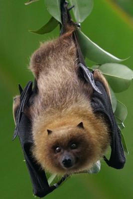 Read Bat Animal Journal: 150 Page Lined Notebook/Diary - NOT A BOOK | PDF