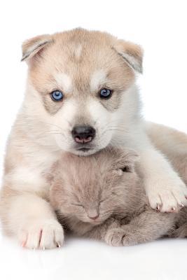 Read Cute Dog August Notebook & Journal. Productivity Work Planner & Idea Notepad: Brainstorm Thoughts, Self Discovery, To Do List - Doggy Deluxe | ePub