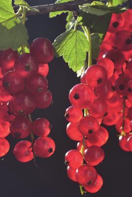 Read The Red Currants Journal: 150 Page Lined Notebook/Diary - NOT A BOOK file in PDF