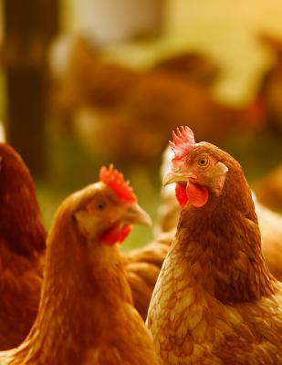 Download Notebook: Chickens poultry free running happy hens free range chicken egg eggs pen cage chick chicks -  file in ePub